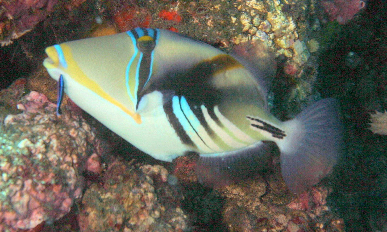 Rhinecanthus aculeatus (Pesce balestra Picasso)